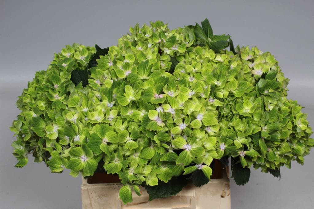 Fresh Cut HYDRANGEA CUT GREEN 205-0004