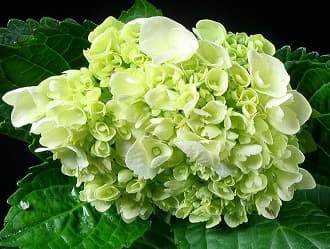 Fresh Cut HYDRANGEA MINI GREEN 205-0005