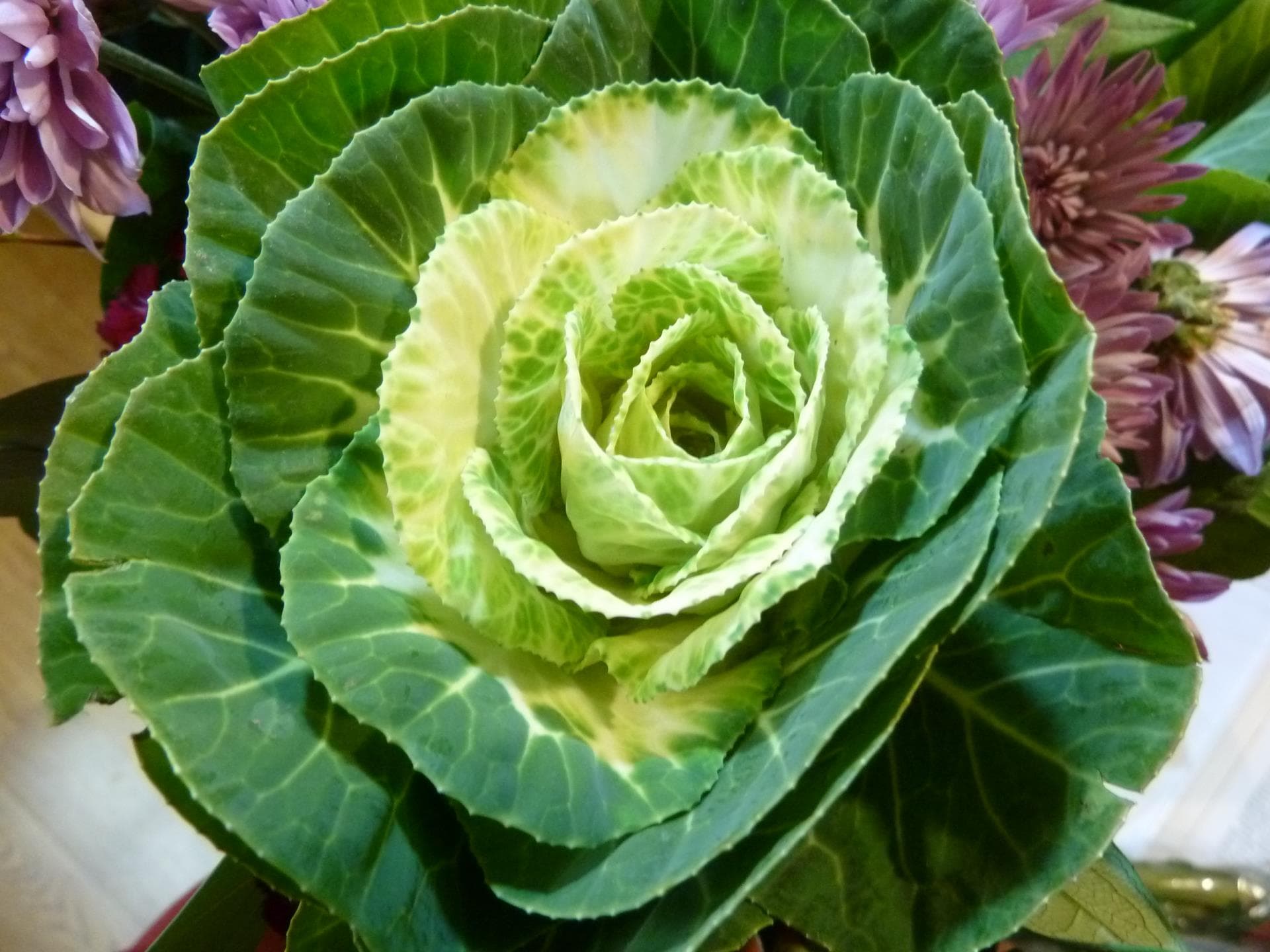 Fresh Cut KALE GREEN 205-0006