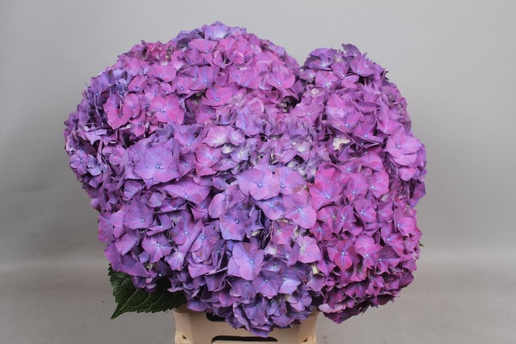 Fresh Cut HYDRANGEA CUT PURPLE 205-0008