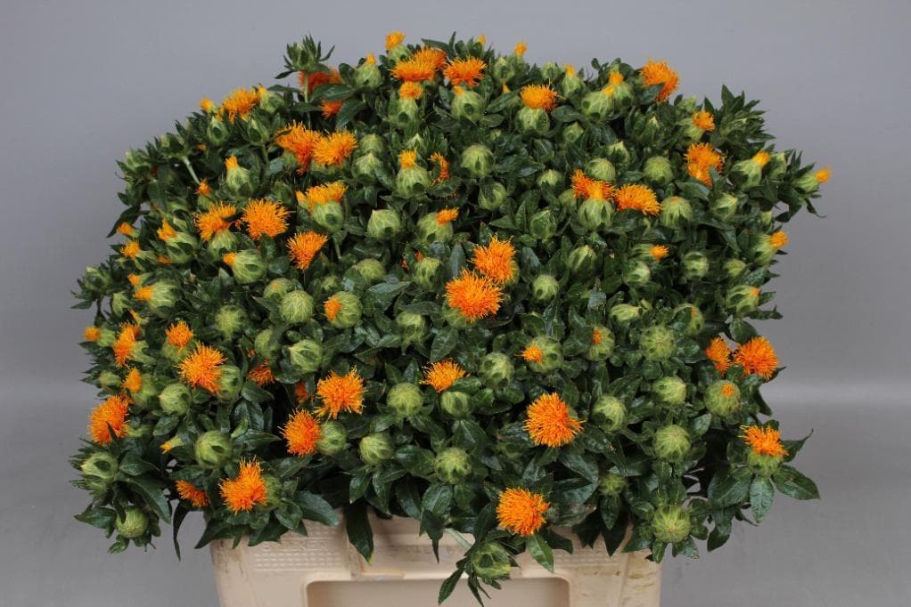 Fresh Cut SAFFLOWER ORANGE 212-0001