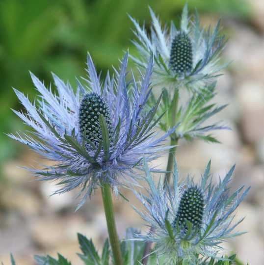 Fresh Cut THISTLE BLUE MOUNTAIN 212-0004