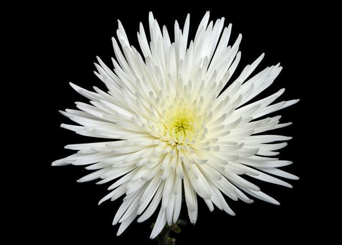 Fresh Cut SPIDER MUM WHITE SA 220-0001