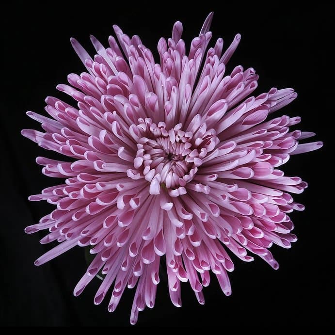 Fresh Cut SPIDER MUM LAVENDER SA 220-0003