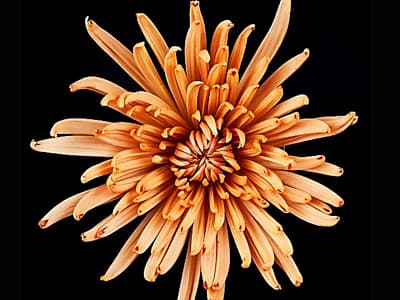 Fresh Cut SPIDER MUM BRONZE SA 220-0004