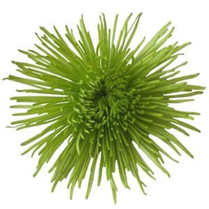 Fresh Cut SPIDER MUM GREEN SA 220-0005