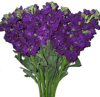 Fresh Cut STOCK DARK PURPLE 221-0003