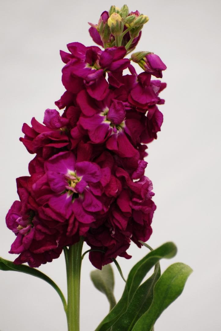 Fresh Cut STOCK FUCHSIA CALIFORNIA 221-0004