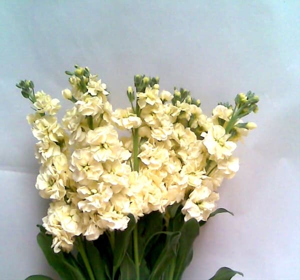 Fresh Cut STOCK YELLOW CALIFORNIA 221-0005