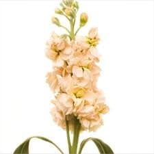 Fresh Cut STOCK PEACH CALIFORNIA 221-0006