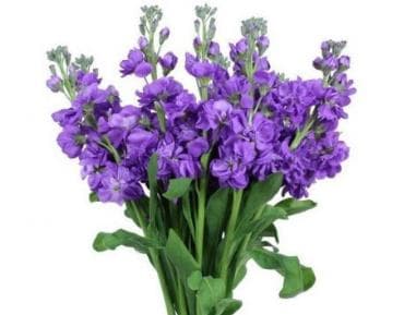 Fresh Cut STOCK PURPLE 221-0021