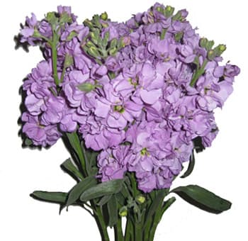Fresh Cut STOCK LAVENDER 221-0022