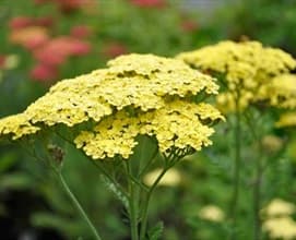 Fresh Cut YARROW YELLOW 224-0001