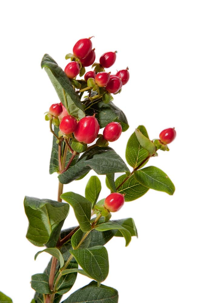 Fresh Cut HYPERICUM RED 224-0008