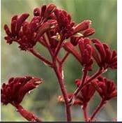 Fresh Cut KANGAROO PAWS BURGANDY 225-0001