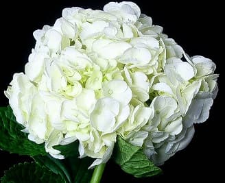 Fresh Cut HYDRANGEA CUT WHITE 205-0002