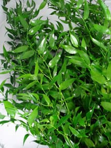 Greens RUSCUS ITALIAN 301-0008