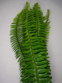 Greens SWORD FERN 301-0018