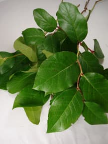 Greens SALAL TIPS 303-0003