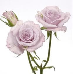 Fresh Cut SPRAY ROSES LAVENDER 110-0009