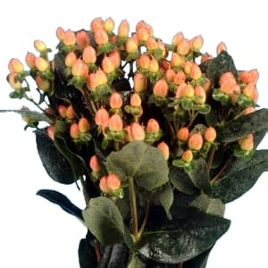 Fresh Cut HYPERICUM PEACH 224-0012