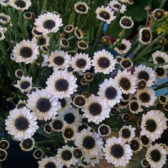 Fresh Cut POMP DAISY YING YANG WHITE 116-0028