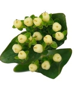 Fresh Cut HYPERICUM WHITE 224-0005