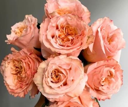 Fresh Cut ROSES SHIMMER 100-0003