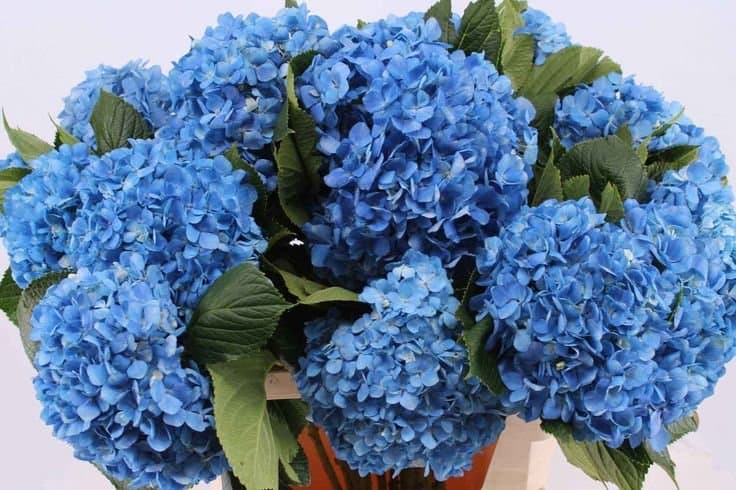 Fresh Cut HYDRANGEA SHOCKING BLUE 205-0011