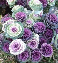Fresh Cut KALE PURPLE 205-0012