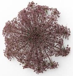 Fresh Cut QUEEN ANNS LACE CHOCOLATE 159-0002