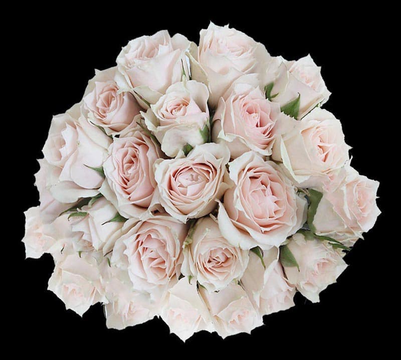 Fresh Cut SPRAY ROSES WHITE MAJOLICA 110-0012