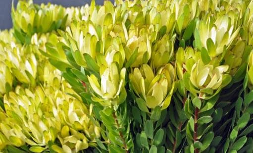 Fresh Cut PROTEA SAFARI SUNSET GREEN 140-0009