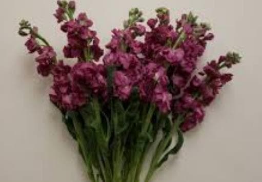 Fresh Cut STOCK MAUVE 221-0007