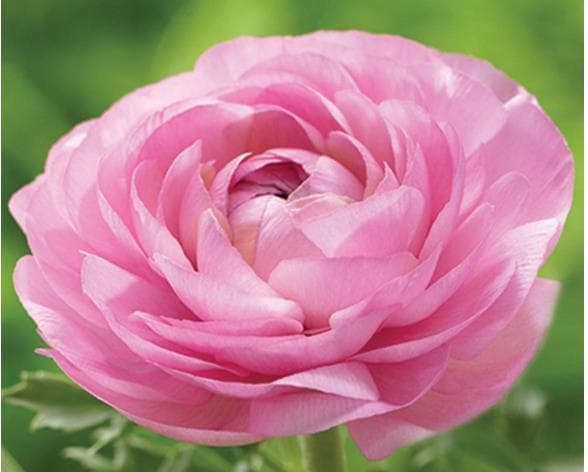 Fresh Cut RANUNCULUS PINK 222-0009