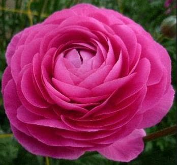 Fresh Cut RANUNCULUS HT.PINK 222-0010