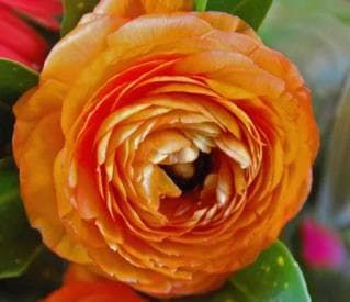 Fresh Cut RANUNCULUS ORANGE 222-0013