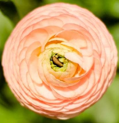 Fresh Cut RANUNCULUS PEACH 222-0017