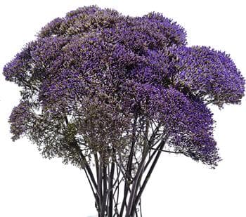 Fresh Cut TRACHELIUM PURPLE 158-0012