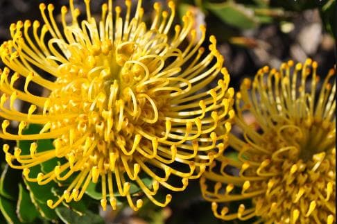 Fresh Cut PROTEA PINCUSHION YELLOW 140-0011