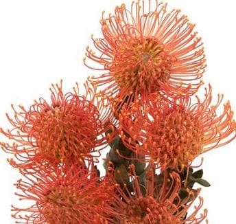Fresh Cut PROTEA PINCUSHION ORANGE 140-0012