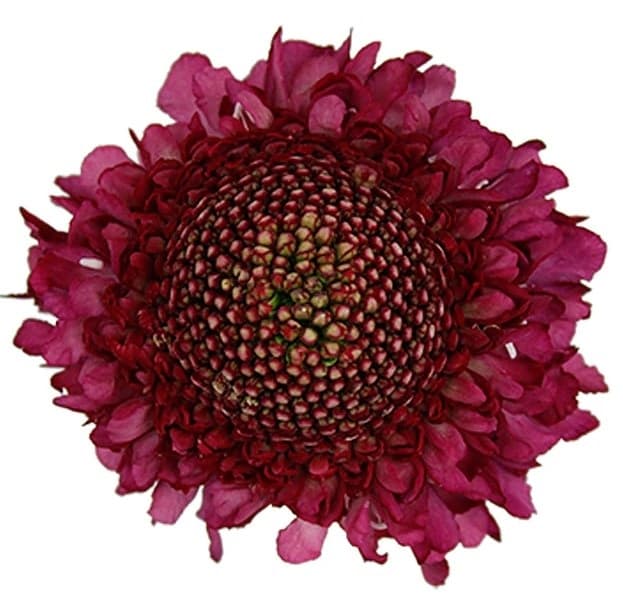 Fresh Cut SCABIOSA BURGANDY 215-0005