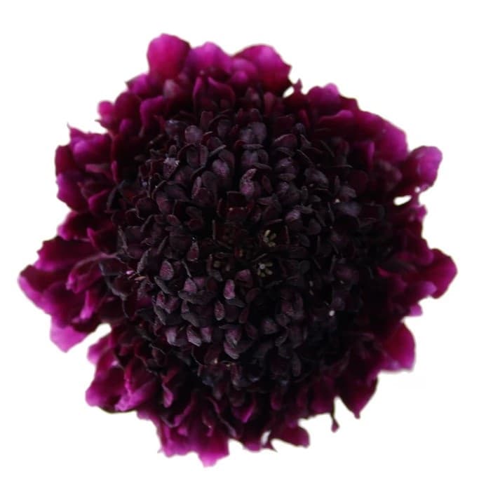 Fresh Cut SCABIOSA PURPLE 215-0008