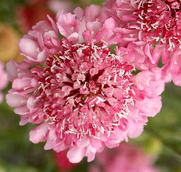 Fresh Cut SCABIOSA PINK 215-0009