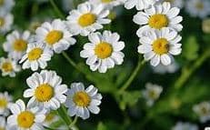 Fresh Cut POMP DAISY FEVER FEW 116-0044