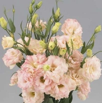 Fresh Cut LISIANTHUS PEACH 197-0016