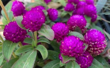 Fresh Cut GOMPHRENA 222-0037