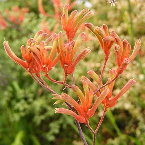 Fresh Cut KANGAROO PAWS ORANGE 225-0003