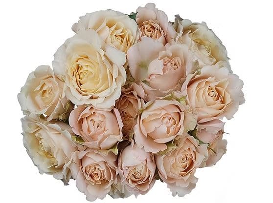Fresh Cut SPRAY ROSES SAHARA SENSATION 110-0016