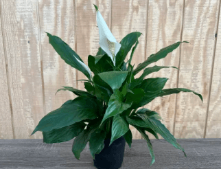 Green Plants SPATHY 6" 815-0003
